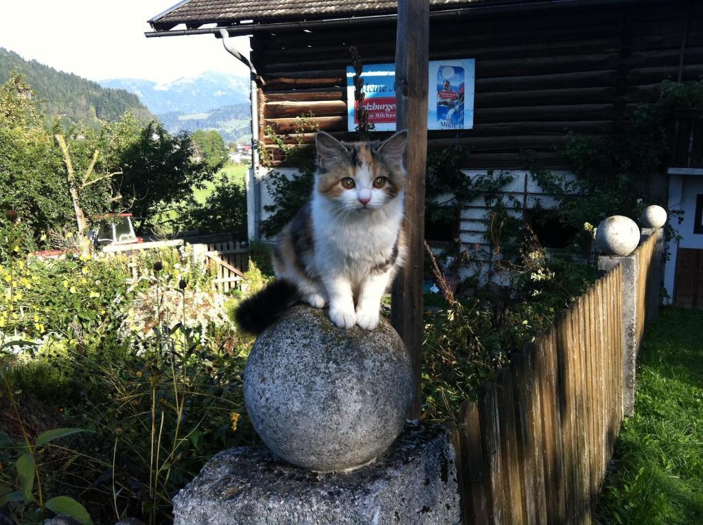 Ortnergut * Eben Im Pongau