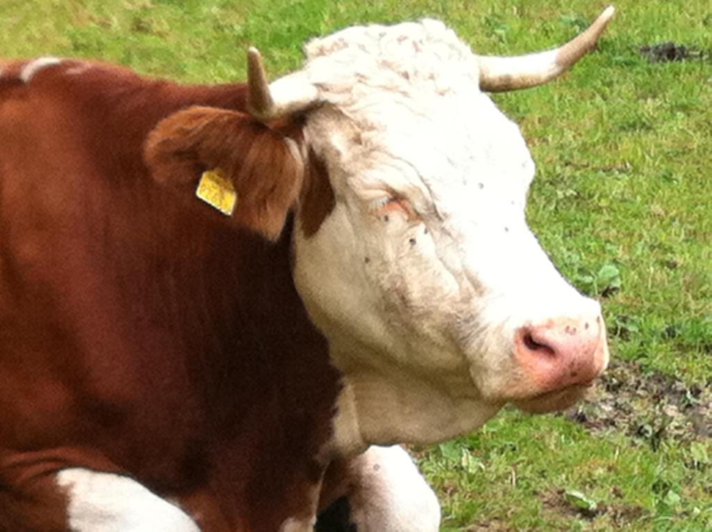 Farm stay Ortnergut Eben Im Pongau